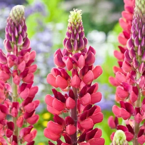 Lupine Seeds - Bluebonnet Wildflower - Perennial Flower Seeds - 30 Seeds - Image 8