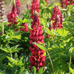 Lupine Seeds - Bluebonnet Wildflower - Perennial Flower Seeds - 30 Seeds - Image 9