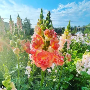 Madame Butterfly Bronze Snapdragon Seeds - 30 Seeds - Cut Flowers, Cold Resistant, Garden - Image 10