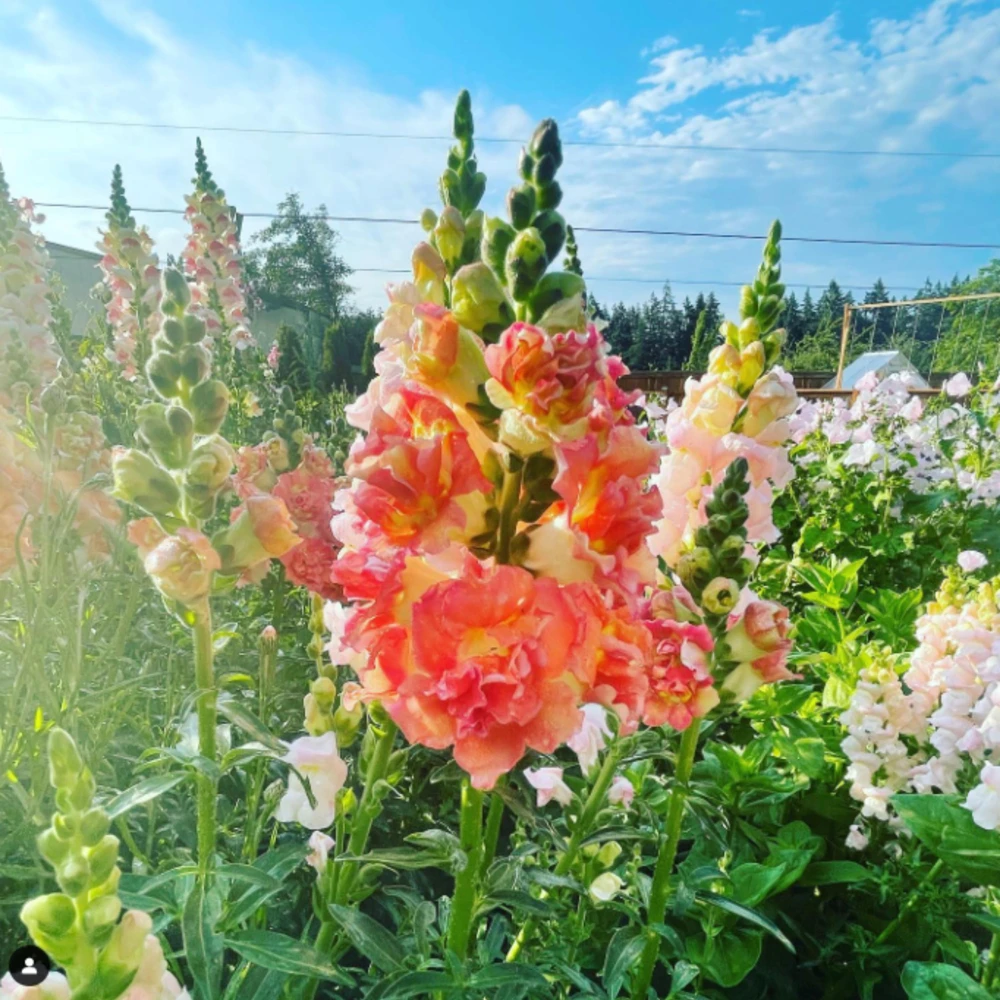 Madame Butterfly Bronze Snapdragon Seeds - 30 Seeds - Cut Flowers, Cold Resistant, Garden - Image 10