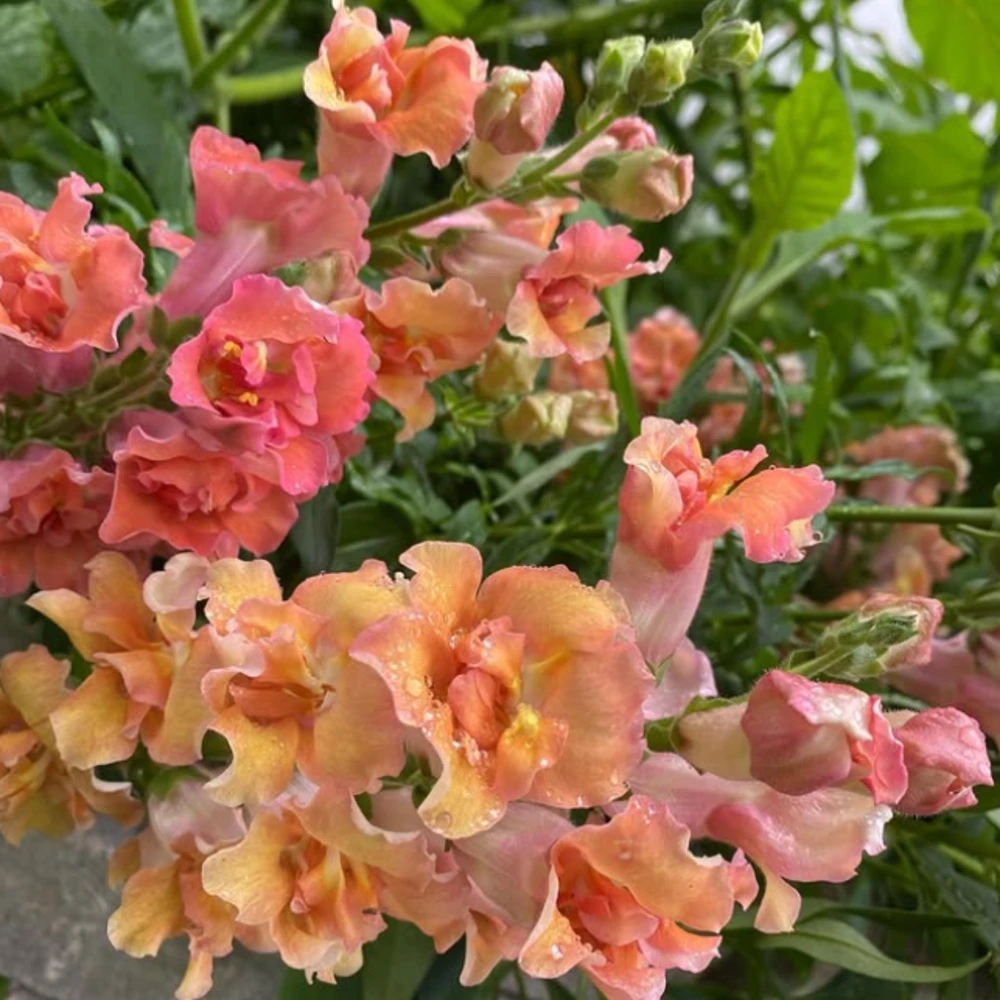 Madame Butterfly Bronze Snapdragon Seeds - 30 Seeds - Cut Flowers, Cold Resistant, Garden - Image 12
