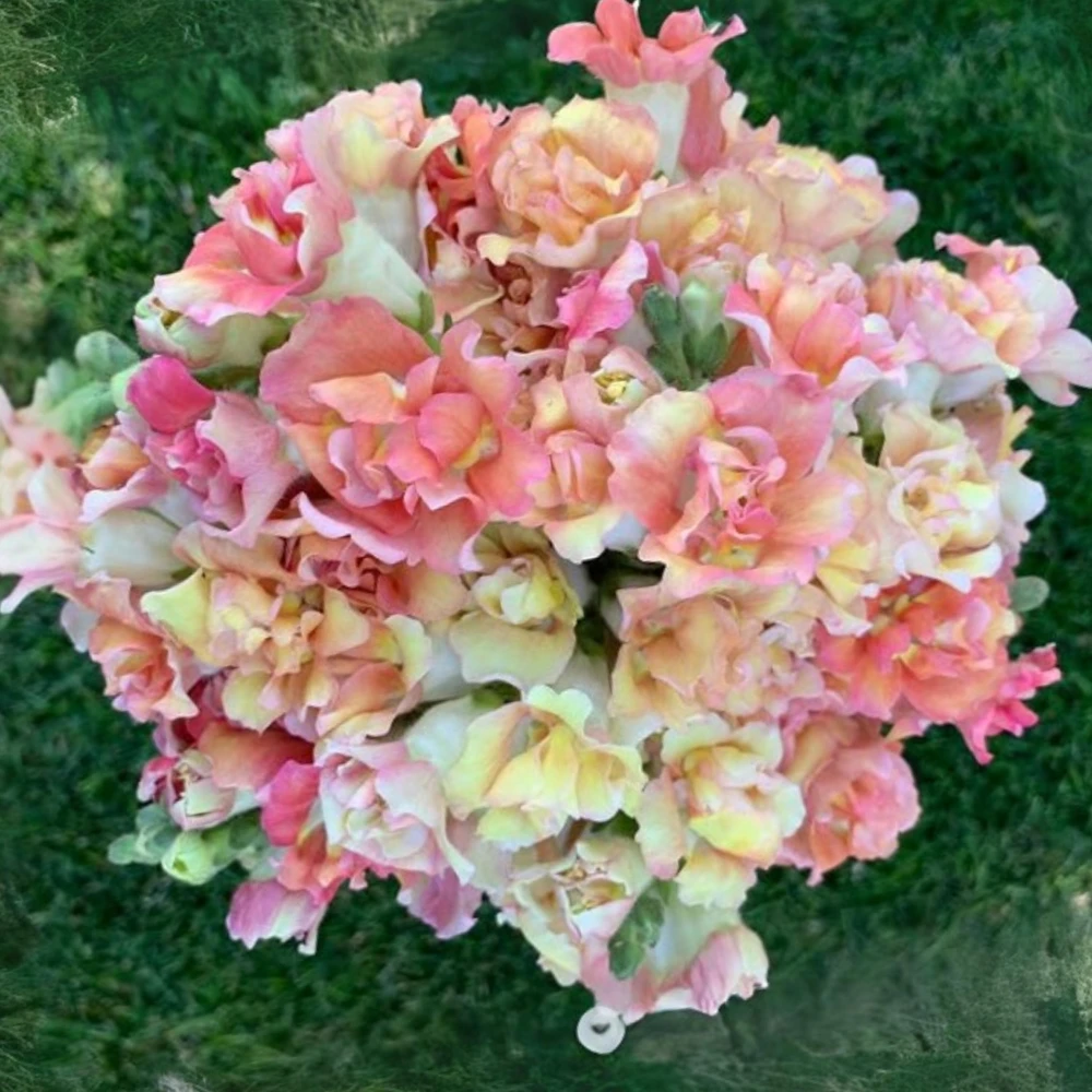 Madame Butterfly Bronze Snapdragon Seeds - 30 Seeds - Cut Flowers, Cold Resistant, Garden - Image 13