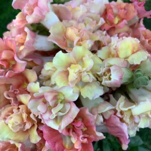 Madame Butterfly Bronze Snapdragon Seeds - 30 Seeds - Cut Flowers, Cold Resistant, Garden - Image 14