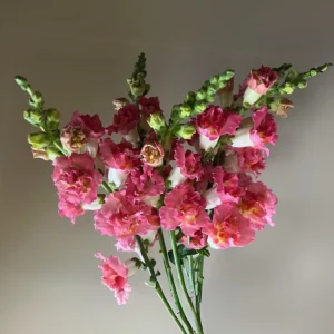 Madame Butterfly Bronze Snapdragon Seeds - 30 Seeds - Cut Flowers, Cold Resistant, Garden - Image 2