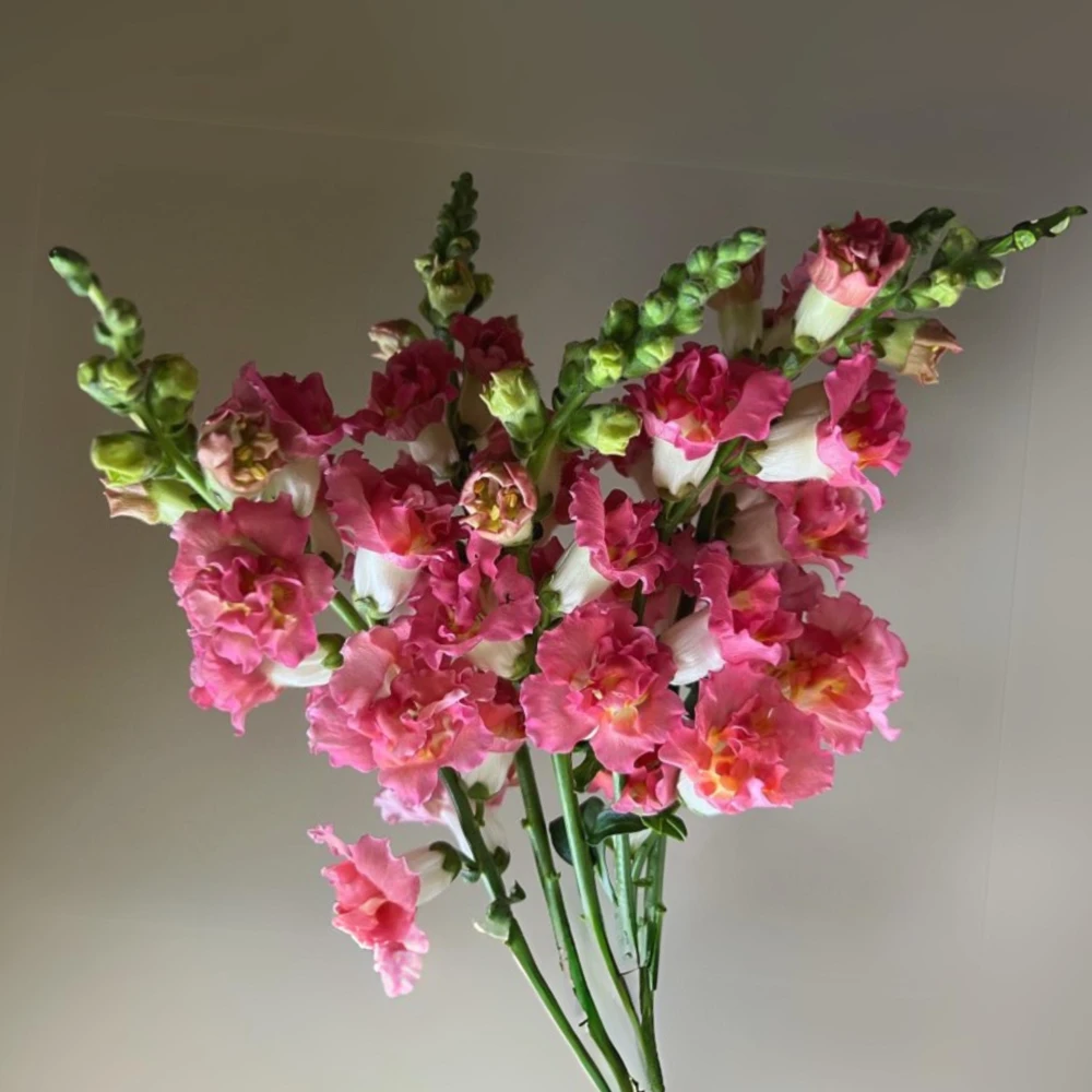 Madame Butterfly Bronze Snapdragon Seeds - 30 Seeds - Cut Flowers, Cold Resistant, Garden - Image 2