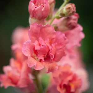 Madame Butterfly Bronze Snapdragon Seeds - 30 Seeds - Cut Flowers, Cold Resistant, Garden - Image 3