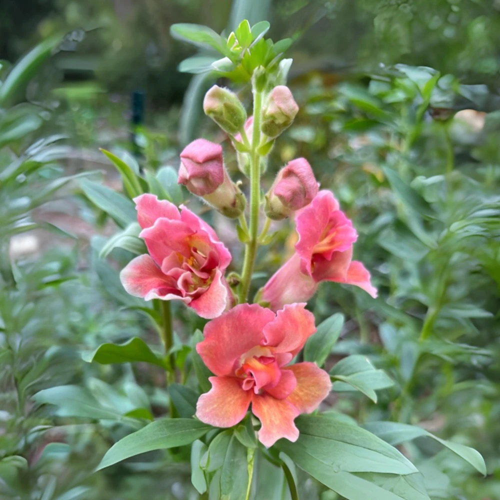 Madame Butterfly Bronze Snapdragon Seeds - 30 Seeds - Cut Flowers, Cold Resistant, Garden - Image 4