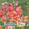 Madame Butterfly Bronze Snapdragon Seeds - 30 Seeds - Cut Flowers, Cold Resistant, Garden - Image 1