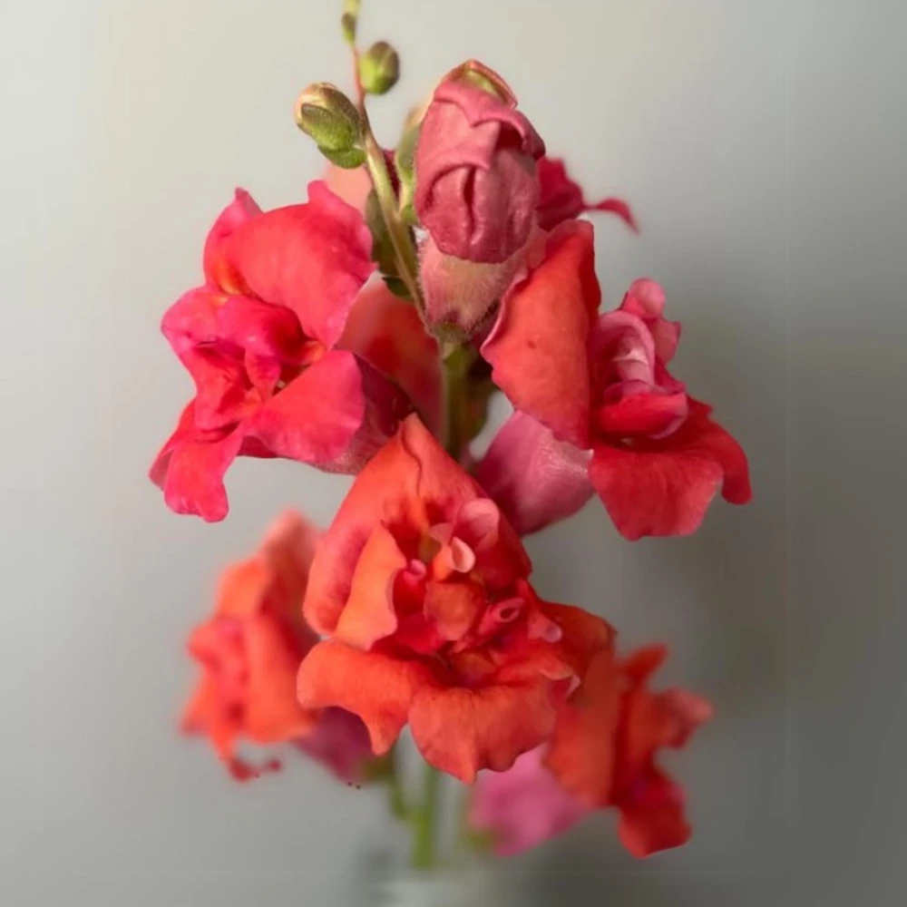 Madame Butterfly Bronze Snapdragon Seeds - 30 Seeds - Cut Flowers, Cold Resistant, Garden - Image 5