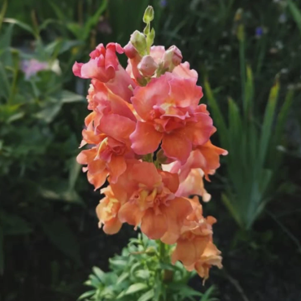 Madame Butterfly Bronze Snapdragon Seeds - 30 Seeds - Cut Flowers, Cold Resistant, Garden - Image 6