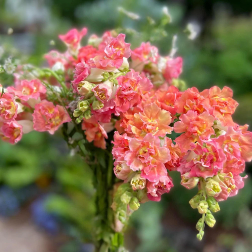 Madame Butterfly Bronze Snapdragon Seeds - 30 Seeds - Cut Flowers, Cold Resistant, Garden - Image 7
