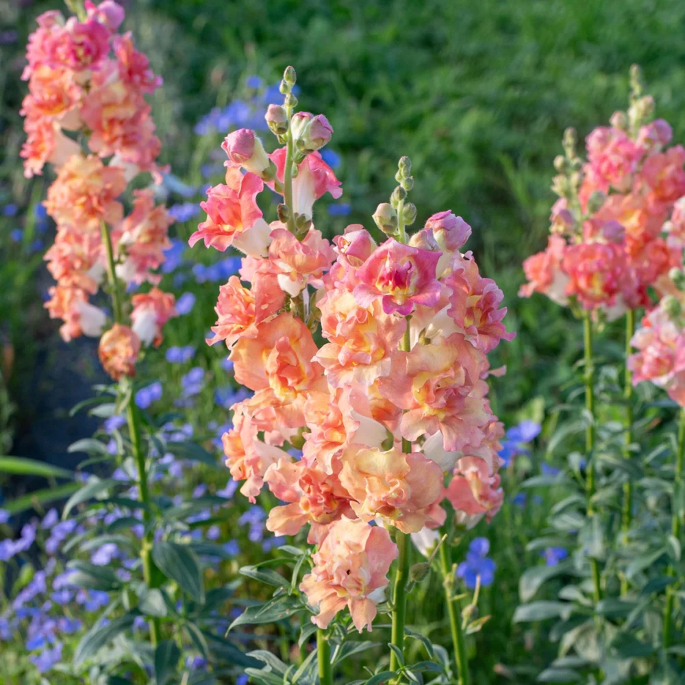 Madame Butterfly Bronze Snapdragon Seeds - 30 Seeds - Cut Flowers, Cold Resistant, Garden - Image 8