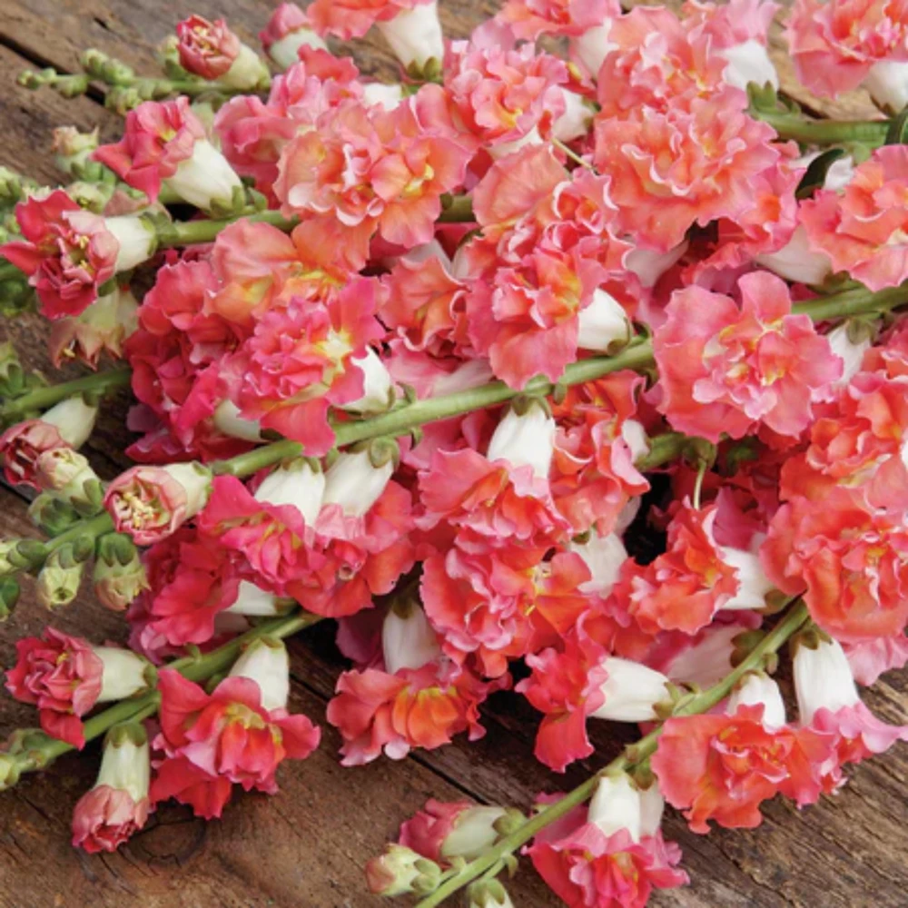 Madame Butterfly Bronze Snapdragon Seeds - 30 Seeds - Cut Flowers, Cold Resistant, Garden - Image 9