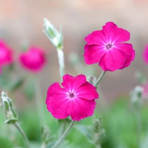 Magenta Silver Catchfly Seeds - Rose Campion - Silene coronaria - 30 Seed Pack - Image 10
