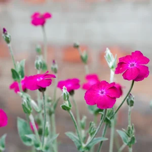Magenta Silver Catchfly Seeds - Rose Campion - Silene coronaria - 30 Seed Pack - Image 11