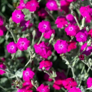 Magenta Silver Catchfly Seeds - Rose Campion - Silene coronaria - 30 Seed Pack - Image 3