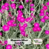 Magenta Silver Catchfly Seeds - Rose Campion - Silene coronaria - 30 Seed Pack - Image 1