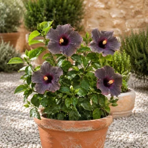 Magic Star Hibiscus Seeds - 30 Seeds - Exotic Multi-Color Tropical Blooms - Image 3