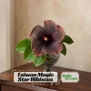 Magic Star Hibiscus Seeds - 30 Seeds - Exotic Multi-Color Tropical Blooms - Image 1