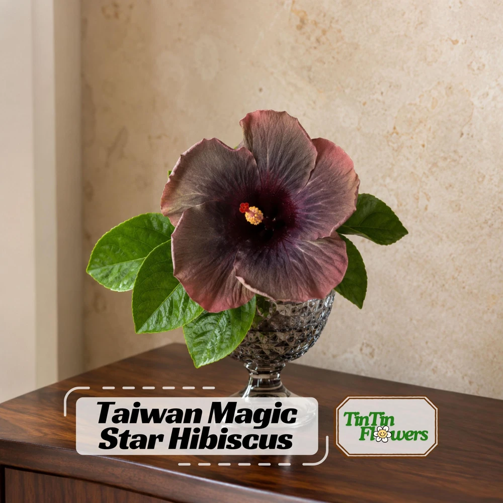 Magic Star Hibiscus Seeds - 30 Seeds - Exotic Multi-Color Tropical Blooms - Image 1