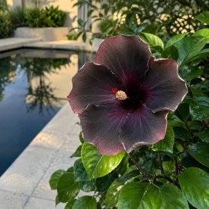 Magic Star Hibiscus Seeds - 30 Seeds - Exotic Multi-Color Tropical Blooms - Image 7