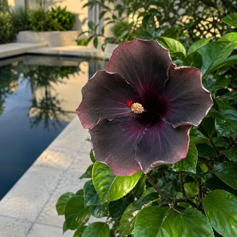 Magic Star Hibiscus Seeds - 30 Seeds - Exotic Multi-Color Tropical Blooms - Image 7