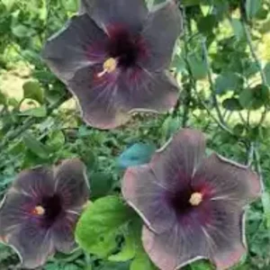 Magic Star Hibiscus Seeds - 30 Seeds - Exotic Multi-Color Tropical Blooms - Image 8