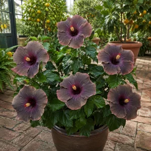 Magic Star Hibiscus Seeds - 30 Seeds - Exotic Multi-Color Tropical Blooms - Image 9