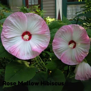 Mallow Hibiscus Flower Seeds - Perennial, Vibrant Pink Blooms, Non-GMO (30 Seeds) - Image 10