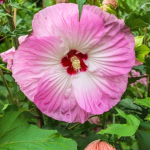 Mallow Hibiscus Flower Seeds - Perennial, Vibrant Pink Blooms, Non-GMO (30 Seeds) - Image 11