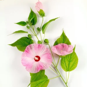 Mallow Hibiscus Flower Seeds - Perennial, Vibrant Pink Blooms, Non-GMO (30 Seeds) - Image 12