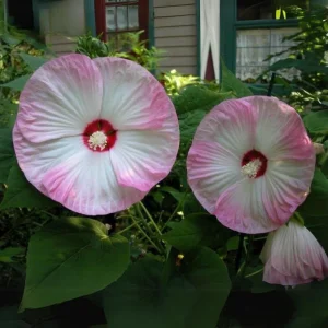 Mallow Hibiscus Flower Seeds - Perennial, Vibrant Pink Blooms, Non-GMO (30 Seeds) - Image 15