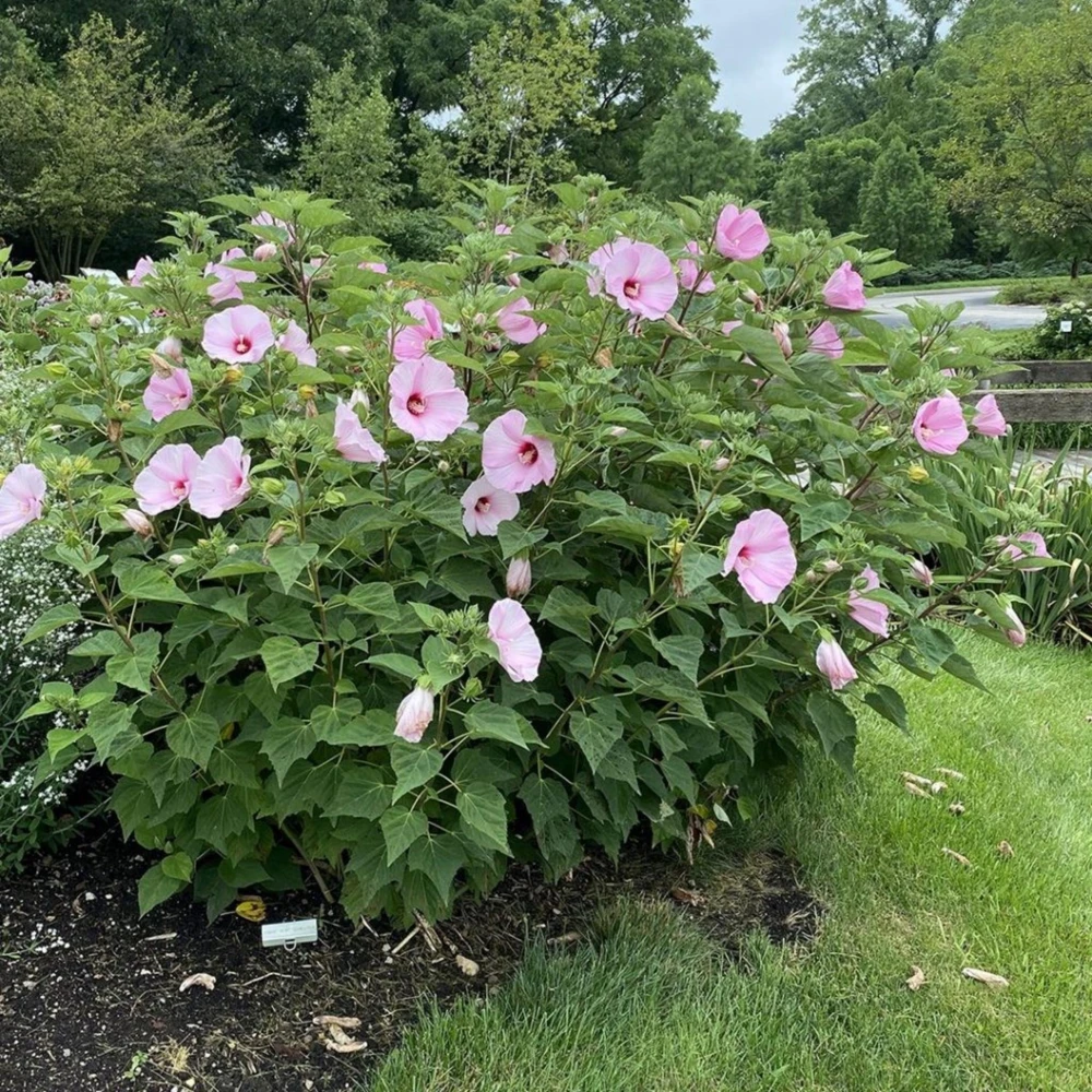 Mallow Hibiscus Flower Seeds - Perennial, Vibrant Pink Blooms, Non-GMO (30 Seeds) - Image 16