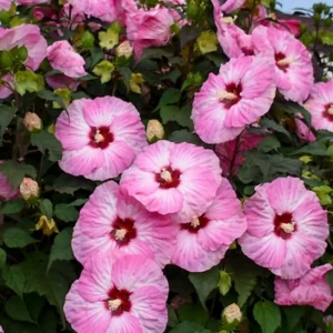 Mallow Hibiscus Flower Seeds - Perennial, Vibrant Pink Blooms, Non-GMO (30 Seeds) - Image 2