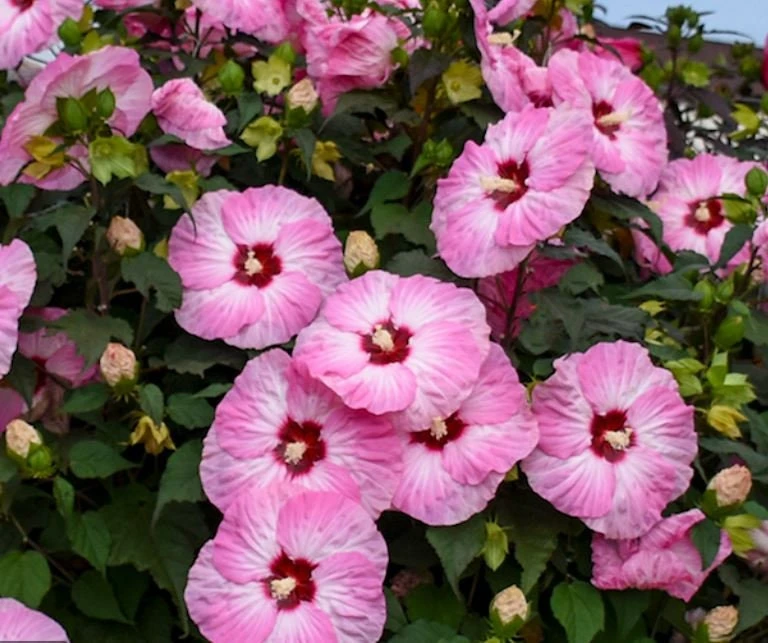 Mallow Hibiscus Flower Seeds - Perennial, Vibrant Pink Blooms, Non-GMO (30 Seeds) - Image 2