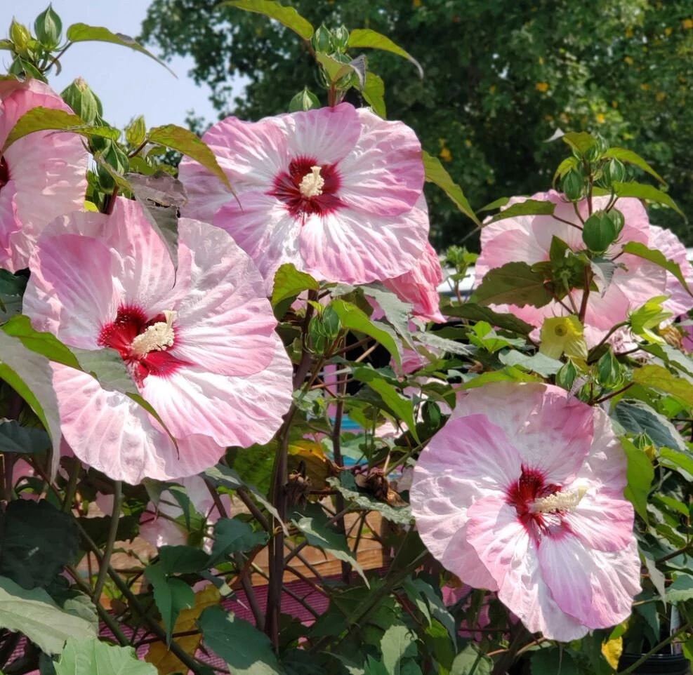 Mallow Hibiscus Flower Seeds - Perennial, Vibrant Pink Blooms, Non-GMO (30 Seeds) - Image 3