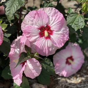 Mallow Hibiscus Flower Seeds - Perennial, Vibrant Pink Blooms, Non-GMO (30 Seeds) - Image 4