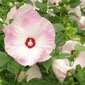 Mallow Hibiscus Flower Seeds - Perennial, Vibrant Pink Blooms, Non-GMO (30 Seeds) - Image 5