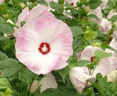 Mallow Hibiscus Flower Seeds - Perennial, Vibrant Pink Blooms, Non-GMO (30 Seeds) - Image 5