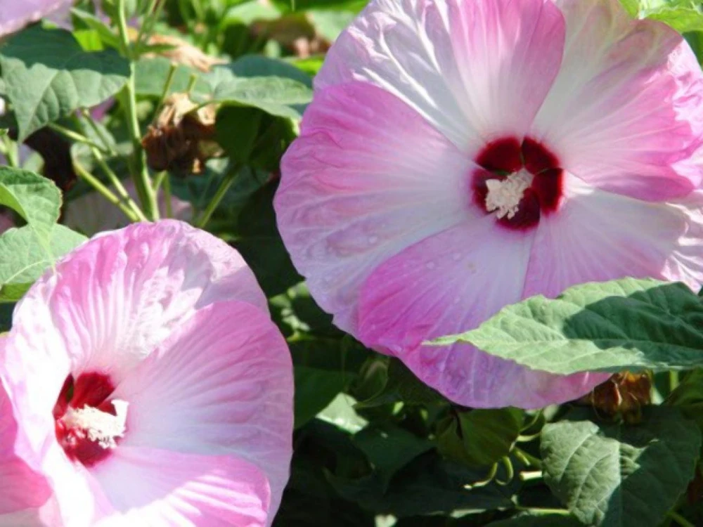 Mallow Hibiscus Flower Seeds - Perennial, Vibrant Pink Blooms, Non-GMO (30 Seeds) - Image 7