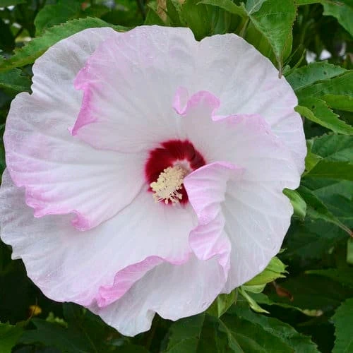 Mallow Hibiscus Flower Seeds - Perennial, Vibrant Pink Blooms, Non-GMO (30 Seeds) - Image 8