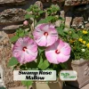 Mallow Hibiscus Flower Seeds - Perennial, Vibrant Pink Blooms, Non-GMO (30 Seeds) - Image 1