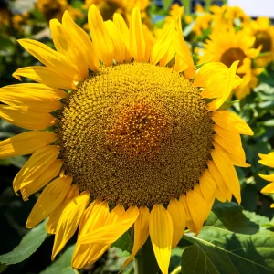 Mammoth Grey-Stripe Sunflower Seeds - Helianthus Annual - Edible - 25 Seeds - Image 10