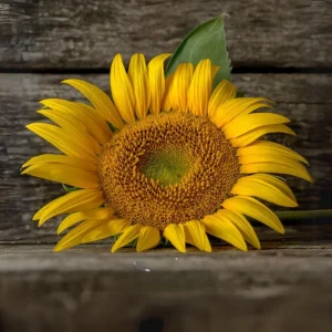 Mammoth Grey-Stripe Sunflower Seeds - Helianthus Annual - Edible - 25 Seeds - Image 11