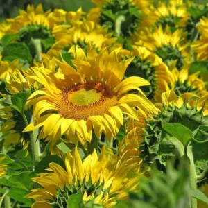 Mammoth Grey-Stripe Sunflower Seeds - Helianthus Annual - Edible - 25 Seeds - Image 12