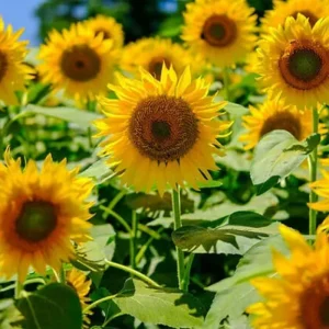 Mammoth Grey-Stripe Sunflower Seeds - Helianthus Annual - Edible - 25 Seeds - Image 13