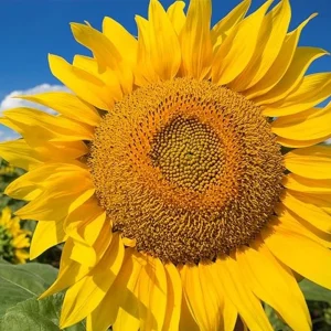 Mammoth Grey-Stripe Sunflower Seeds - Helianthus Annual - Edible - 25 Seeds - Image 14