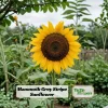 Mammoth Grey-Stripe Sunflower Seeds - Helianthus Annual - Edible - 25 Seeds - Image 1