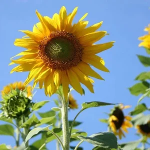 Mammoth Grey-Stripe Sunflower Seeds - Helianthus Annual - Edible - 25 Seeds - Image 2