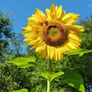 Mammoth Grey-Stripe Sunflower Seeds - Helianthus Annual - Edible - 25 Seeds - Image 3